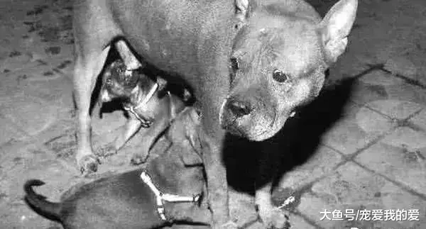 流浪狗主动让人拿烟头烫，本以为是只傻狗，跟踪一看泪奔了