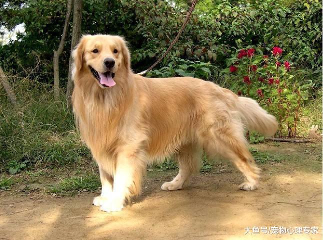 狗狗體型不同，喂養方面大有差異，狗糧選擇有講究