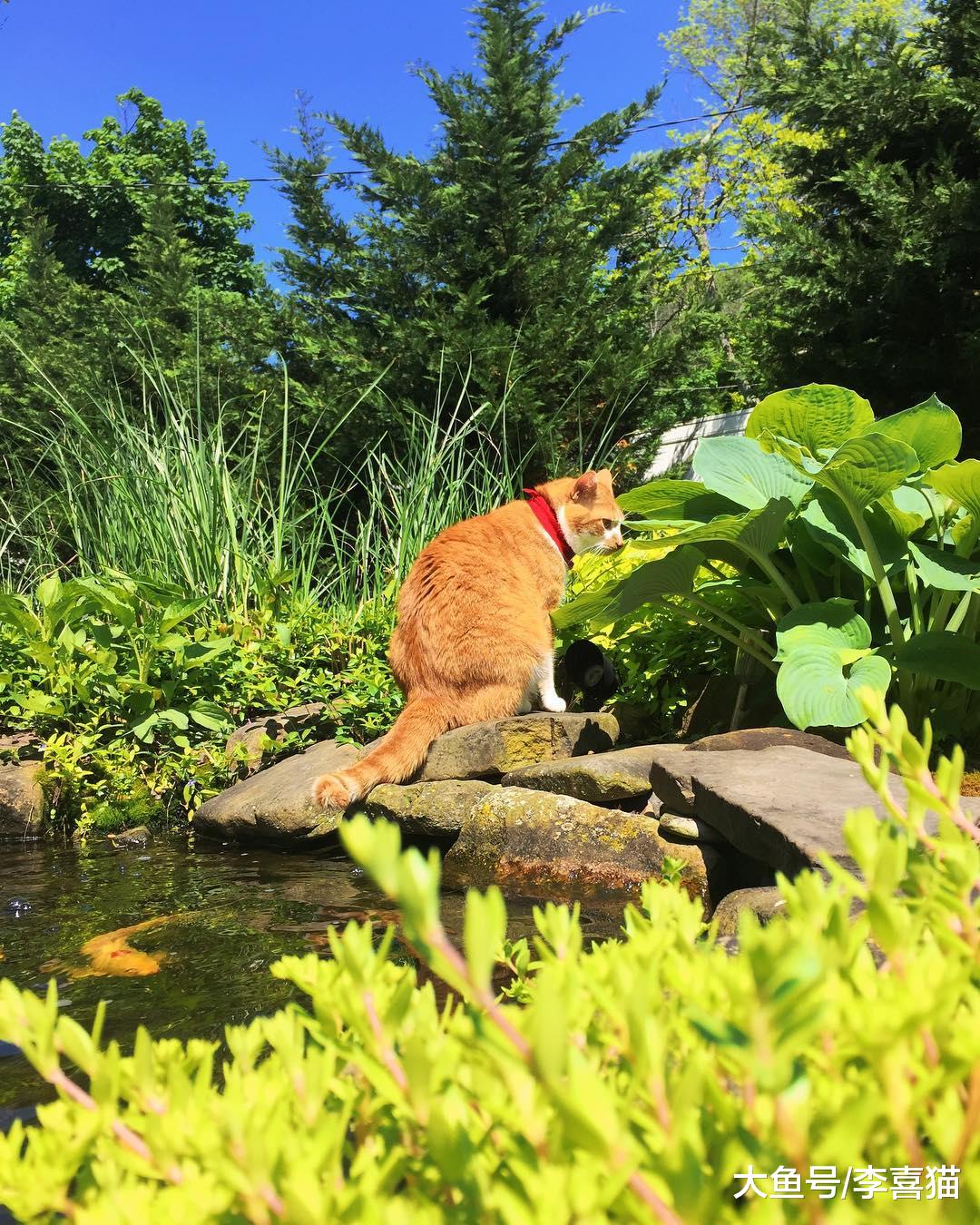 五条关于猫咪的民间谚语和传言，听上去可能有点道理但也别全相信