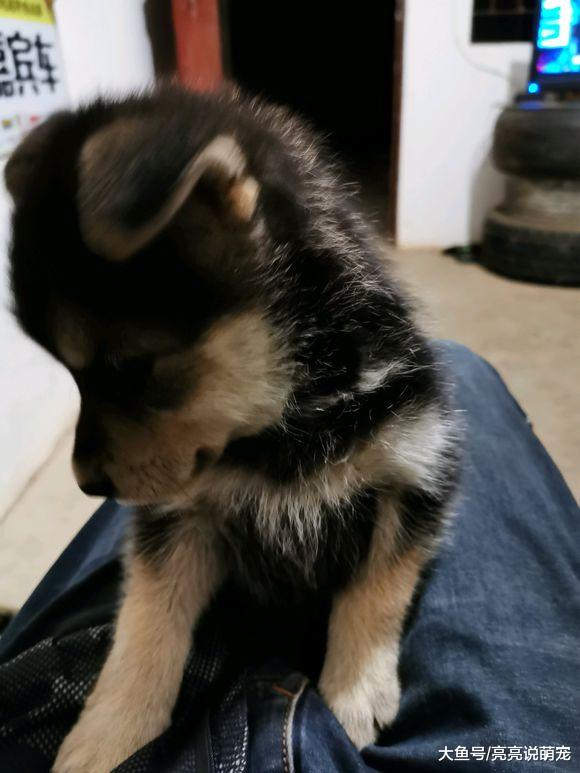 网友看德牧的情绪不高，把它抱起来玩儿，突然觉得腿上一热