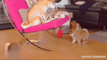 柴犬为了躲避喂奶，结果想了个“馊主意”，狗：我想静静