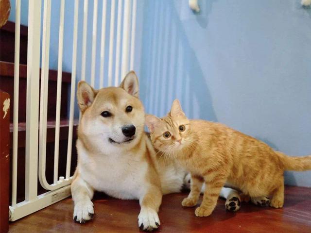 这几种蔬菜是狗狗可以吃的