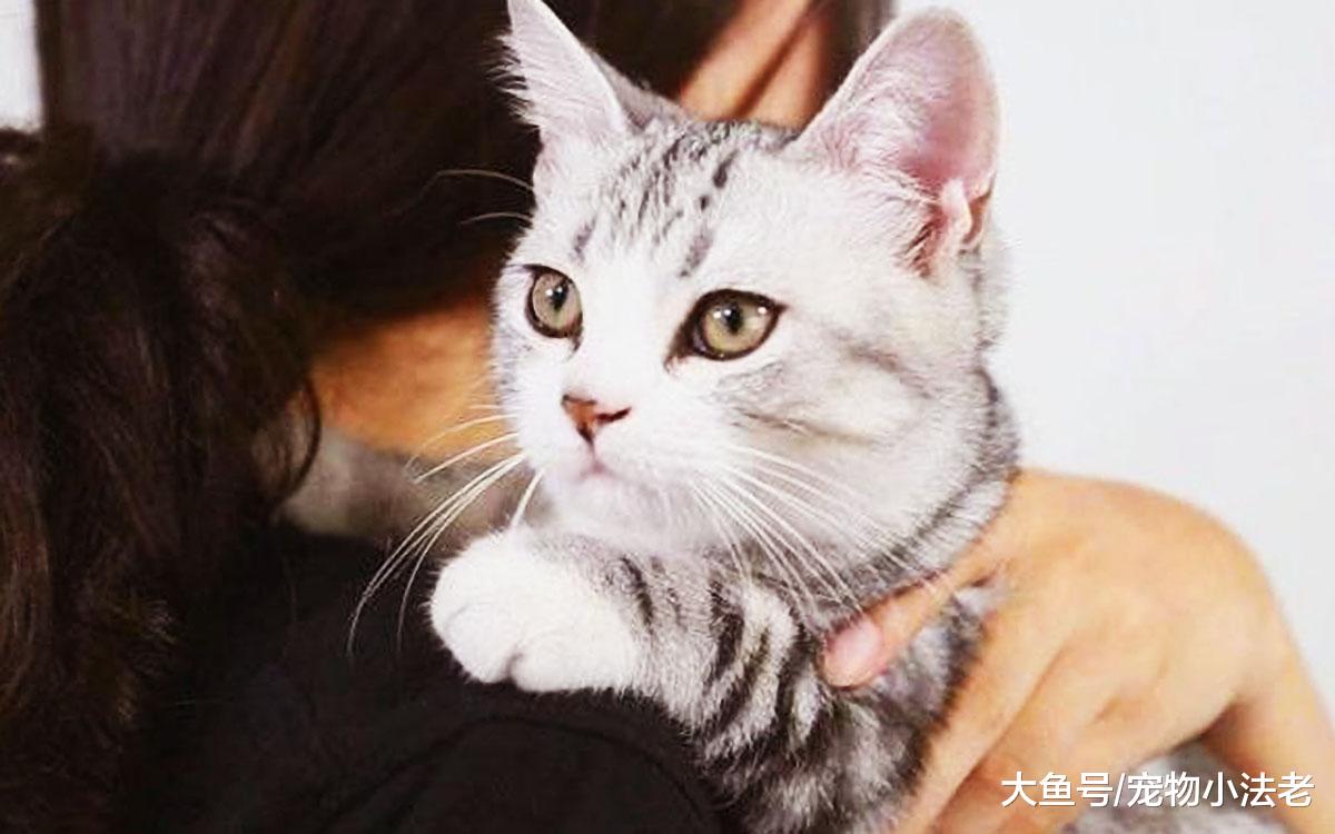 猫咪打呼噜一定是熟睡做美梦吗？其实还有3种情况，它也会打呼噜