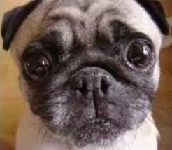 听说装饰是装修公司表情图，哈哈哈~~真的吗？