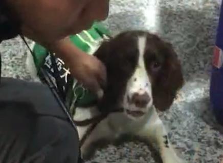 检查犬被玉米吸引, 拦住奶奶不让走, 狗子: 留下买路玉米