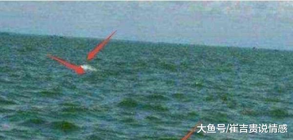 出海游玩时传来怪响，回头一看发现白色水怪，靠近后泪流不止！