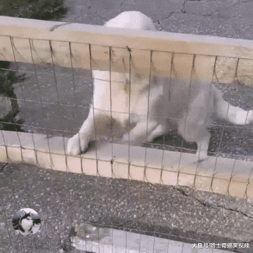 “内有恶犬”？结果狗子却笑成了眯眯眼，网友也笑翻了