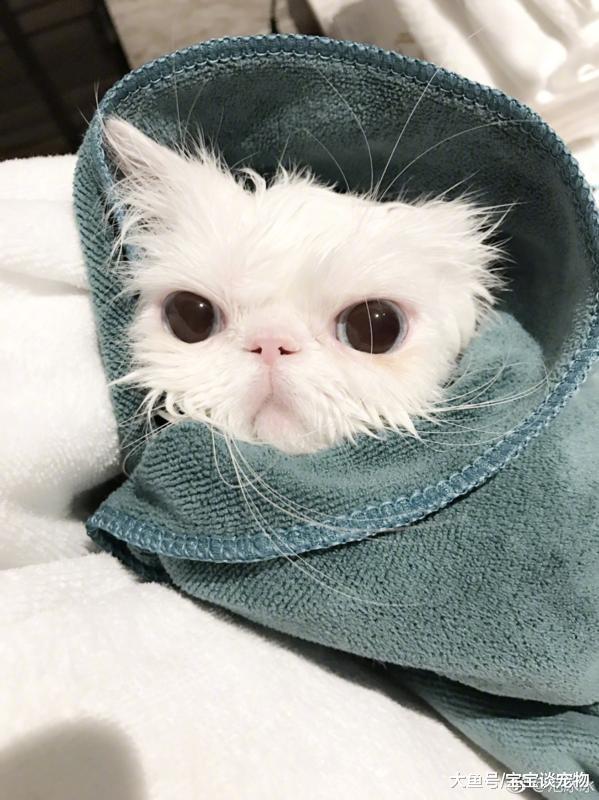 李冰冰竟然养活蜘蛛，曝光明星们的爱宠大集合！