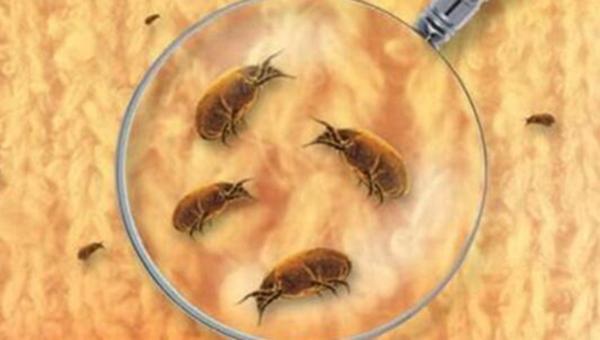 地球上10大最常見的害蟲，第一蚊子，第四蒼蠅，你最討厭哪個？