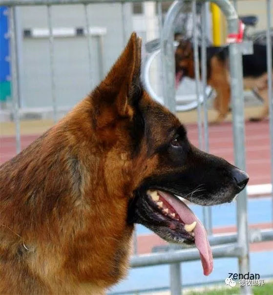 德牧传奇 狼王VA1威嘎斯VA1 Vegas du Haut Mansard