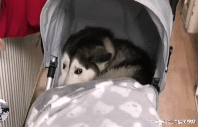 主人买了个婴儿车，二哈以为是买给它的，狗：我也是宝宝啊