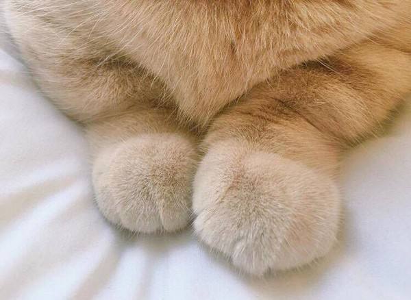 也许我们都需要一只猫