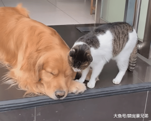 猫咪骚扰熟睡的金毛，其行为让人不解，10分钟后画风让人笑喷