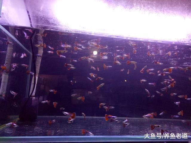 用活鱼虫投喂观赏鱼我从来不消毒，难道有错吗？