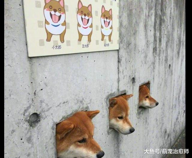网友遛狗遇见三只柴犬，自家柴犬好奇盯它们看：在里面好好改造哦