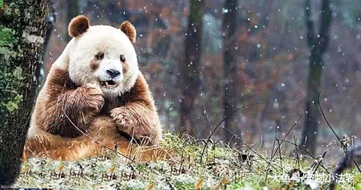 1种稀有的大熊猫，全球仅存1只，网友：生它时黑色墨水用完了？