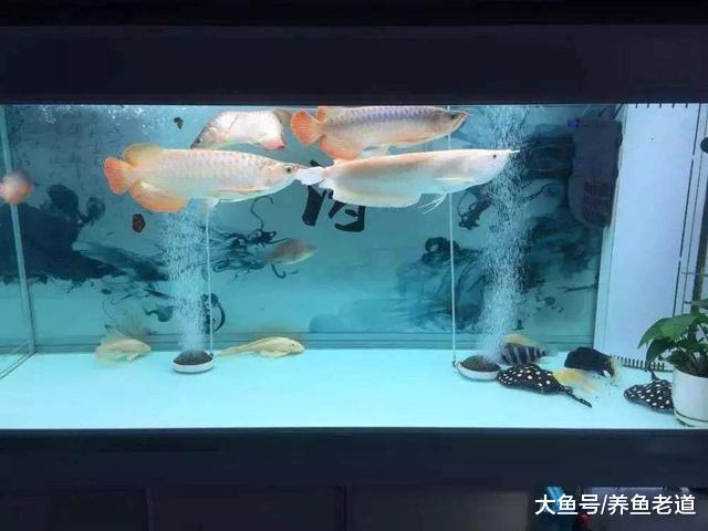 想用灯光调节观赏鱼对于环境的不适应性，鱼缸灯不该过早开启