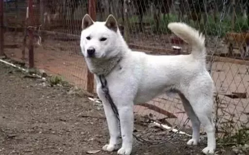 我国的纯种土狗还剩多少？外来品种入侵中华田园犬还有纯种的么？