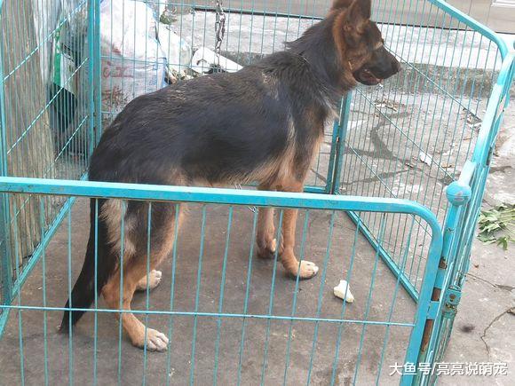 网友养了只德牧看门，它实在是太猛，只好采取双重措施