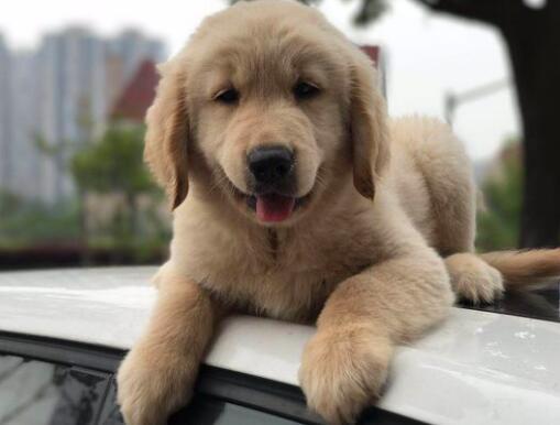 怎样给不同年龄阶段的金毛犬补充钙质