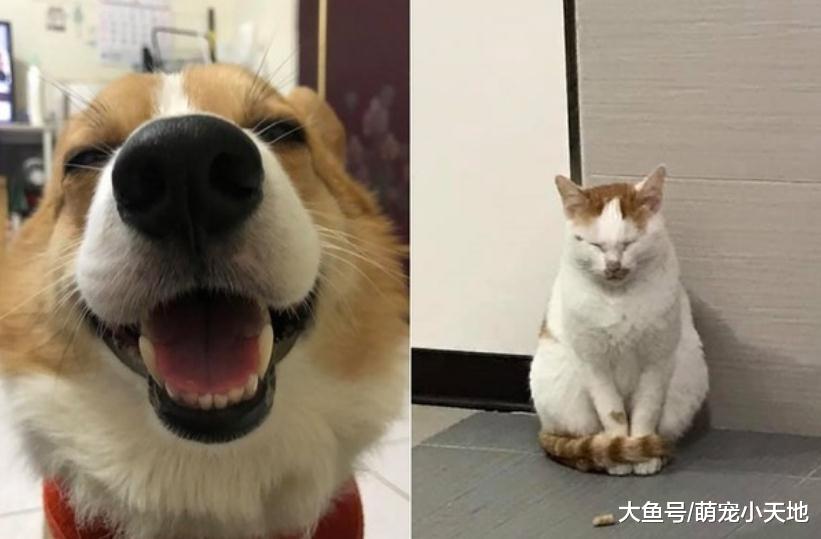 贪吃基排出绿色大便把饲主气炸：有遇过吃猫砂的蠢狗吗？
