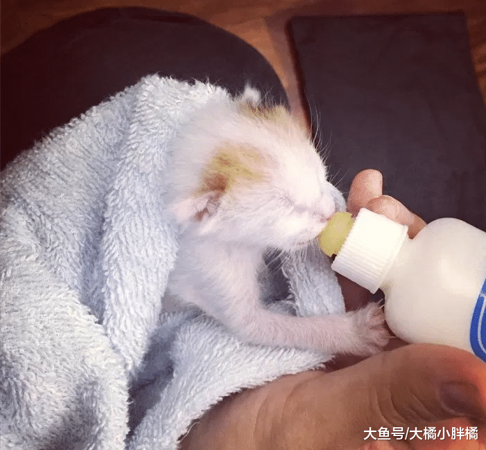 小猫出生那天被抛弃，被救后认为女子是妈妈，撒娇时简直不要太萌