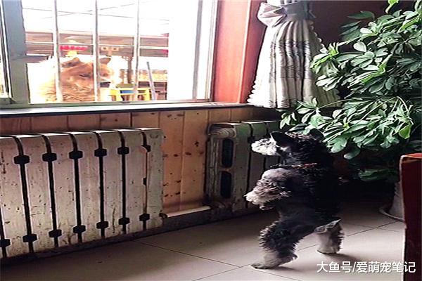 雪纳瑞每天都在阳台张望，原来是在等“意中人”，真是像极了爱情