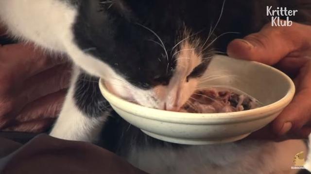 猫的报恩！主人被困火场，猫咪冲回去嚎叫，5分钟屋顶倒塌