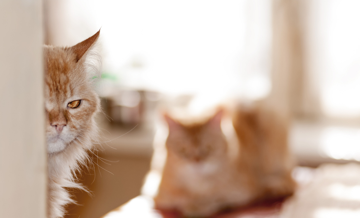 揭秘猫的4的怪癖，10只里面7只有，你家的猫也是这样吗？