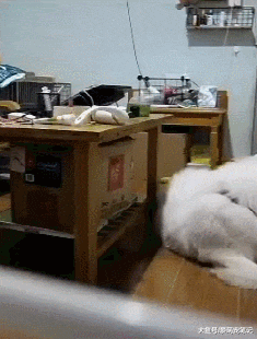 每次主人回家，萨摩耶都会迅速跑回笼子证明没拆家，乖得让人心疼