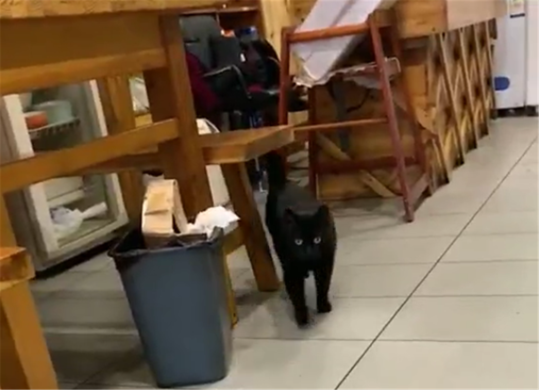 饭馆收养黑猫，猫咪每天跟顾客互动，猫：请叫我招财猫……