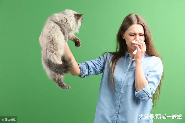 愛貓如命卻對貓過敏？四個步驟教你如何逐步脫敏，實現有貓的愿望