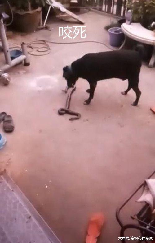 后院闯入眼镜蛇，狗狗为保护主人挺身而出，随后却倒地不起