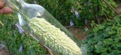 农村大婶用玻璃瓶套苦瓜，数月后卖几十元一瓶，生意独此一家