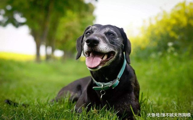 狗狗这5种“坐姿”，不只是随便坐着，而是各有含义，你都懂吗？