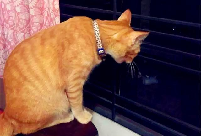 橘猫弟弟因意外去世, 橘猫哥哥每日都在窗口怀念它, 想等它回家