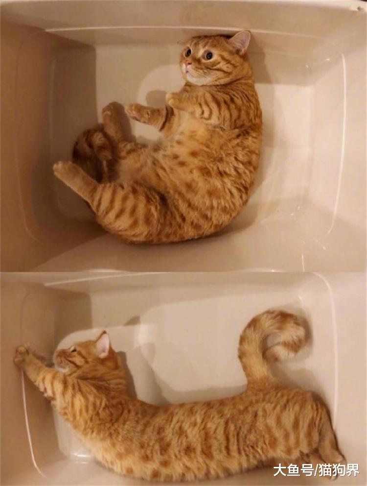 快看看猫的这些习性！肯定还有猫奴不知道