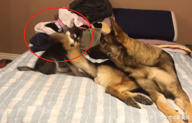 德牧摊上小二哈，被认成“妈妈”要奶喝，没这么笨的宝宝
