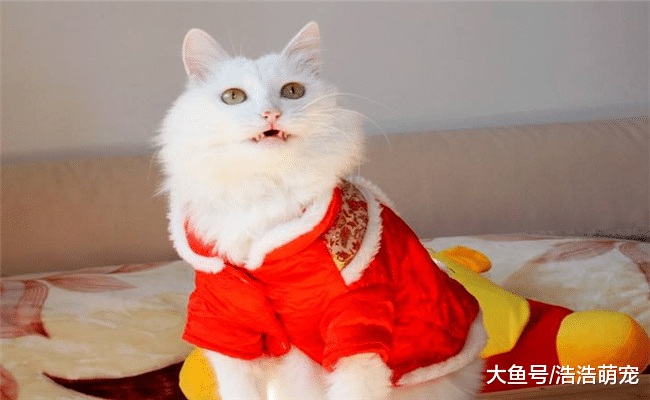 冬天天冷，宠主要不要给猫咪穿衣服？满足下面两个条件可以不穿