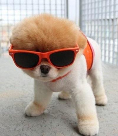 什么才叫做正确的遛泰迪？