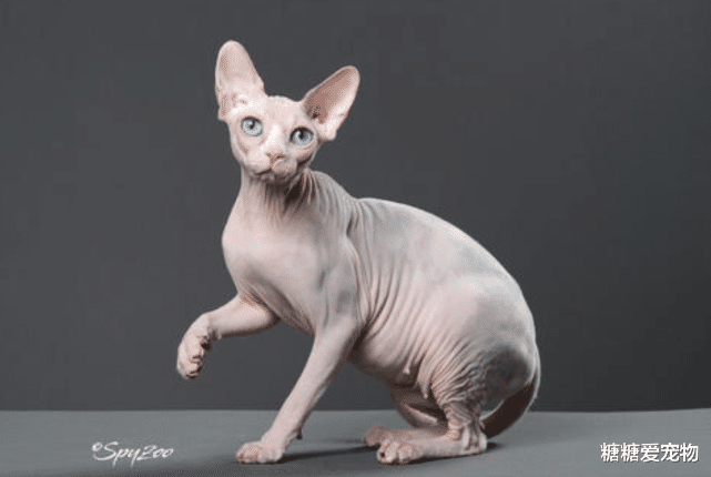 最适合女生养的3种猫：布偶颜值高，金吉拉超乖巧，无毛猫也能上榜？