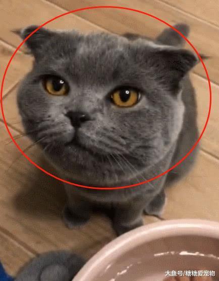 蓝猫喝了口主人的洗脚水, 结果它的反应笑喷了: 恩? 咋有点头晕呢