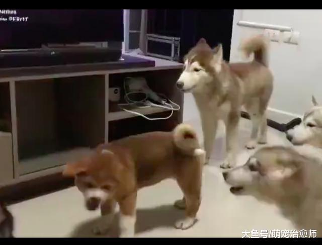 朋友家的狗來家里作客，結果雪橇犬圍著它叫，歡迎儀式挺隆重呀！