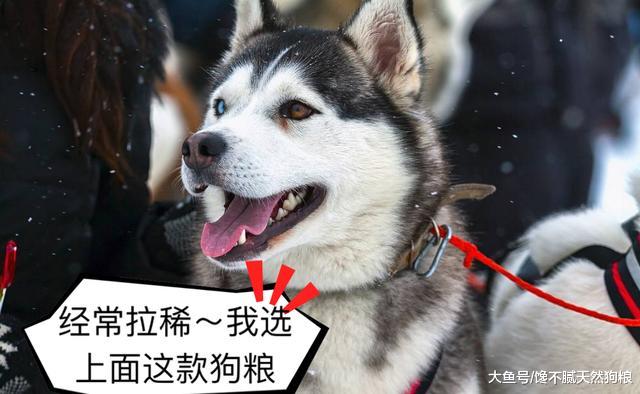 饲养哈士奇，劝你别犯这5大禁忌，对它有害！