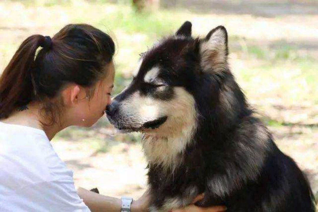 女子养阿拉斯加犬，原来是为了脱单