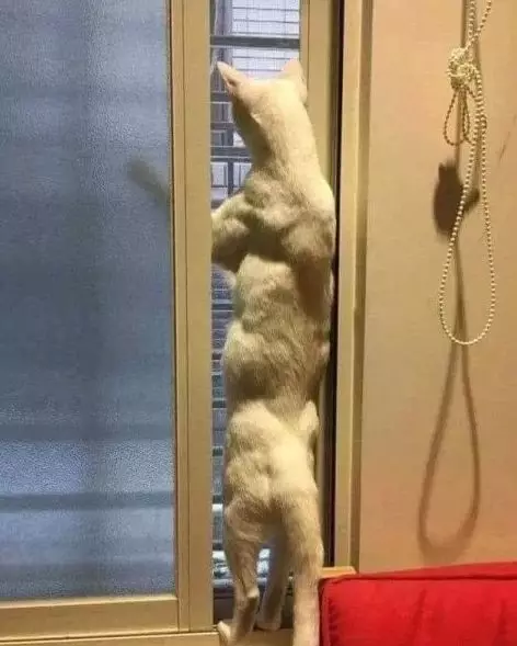猫一秀肌肉，人类都要靠边站