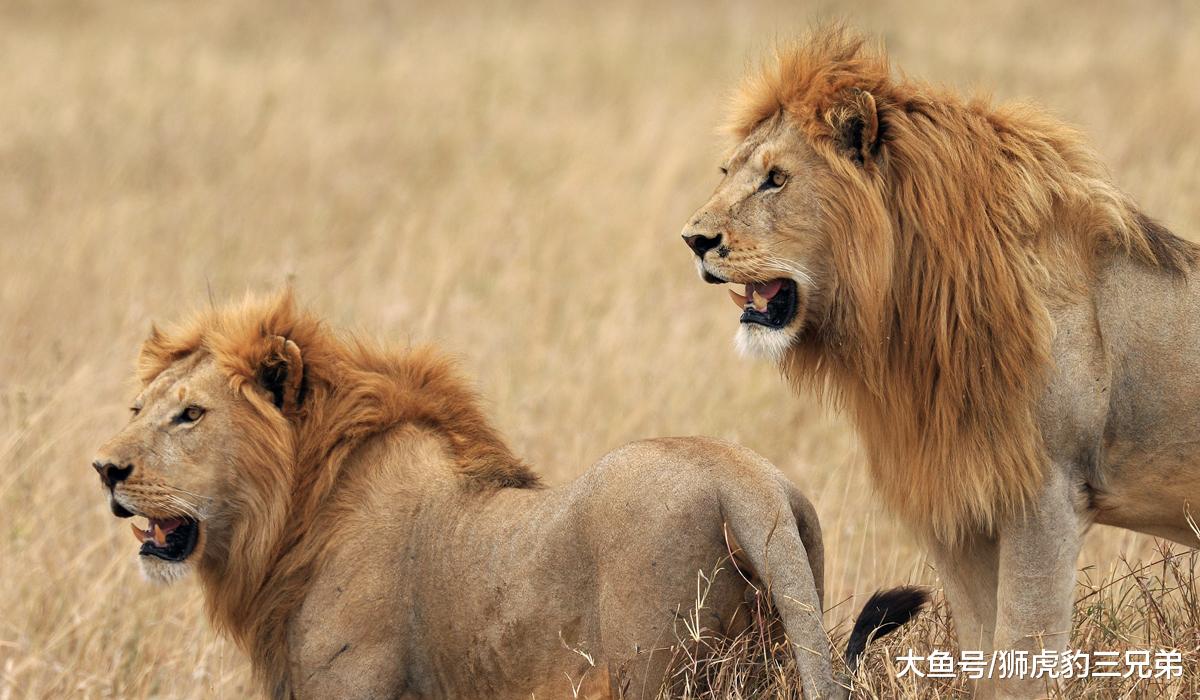 为什么狮虎兽的体型会变得那么大？原来是雄狮的基因在“作怪”