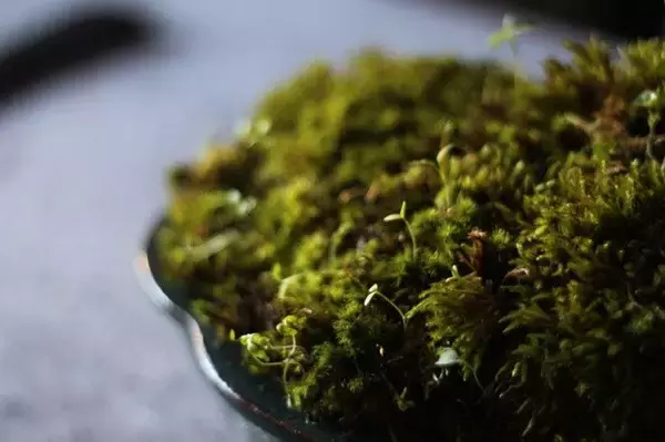 新中式書房軟裝設計