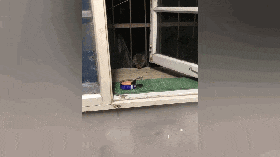 主人带回狗子, 家里猫咪生气, 离家出走三天不回家……