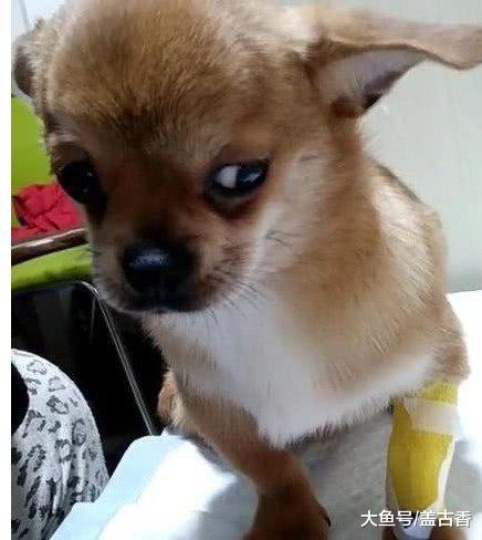 带柴犬去宠物医院打针，医生准备打的时候，狗狗表情绝了